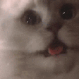 CatShake emote