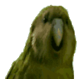 RareParrot emote