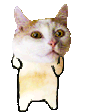 CatPls emote