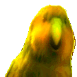 RarestParrot emote