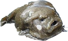 FishMoley emote