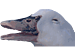 DuckerZ