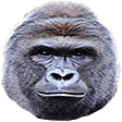Harambe emote