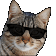 CatKool - 56x56