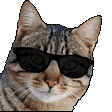 CatKool emote