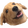 doggo :doggo: :doggo: