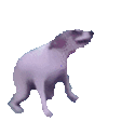 dogeDance - 112x112