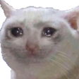 mericCat emote