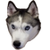 pcpDoge