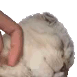 tylerNelson emote