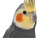 rareBirb