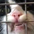 jailedCat emote