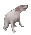 DogDance emote