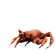 CrabPls emote