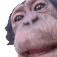monkeyLick emote
