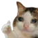 CatOk