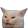 :confusedCat: