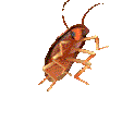 ROACH emote