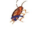 JORCH emote