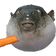 AUGH