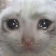 CatCrying