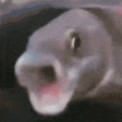 FishPog emote