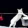 CATBEDOINGTHELAUNDRY - 56x56
