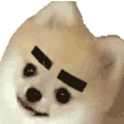 Brows emote