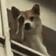 DogGo
