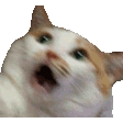 wutCat emote