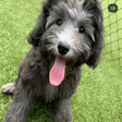 johnnyPup emote