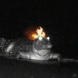 InteriorCrocodileAligator emote