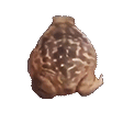 TOADSPIN emote