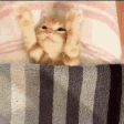 catTuck emote