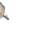 SealArrive emote