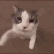 catKiss emote
