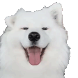 dogPls emote