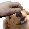 PETTHEWOWEE emote
