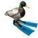 duckSpin
