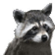 raccShake emote