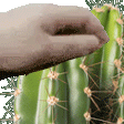 PETTHECACTUS emote