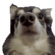 EredinStare emote