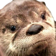 OTTER emote