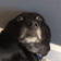monkaDog