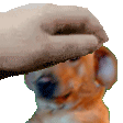PETLINK emote