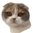hazelLeave emote