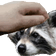 PETTHERACC