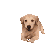doggoArrive emote
