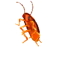 ROACH emote