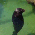 SealSpin emote